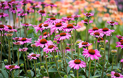 Echinacea