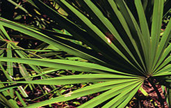 Serenoa repens / Zinc